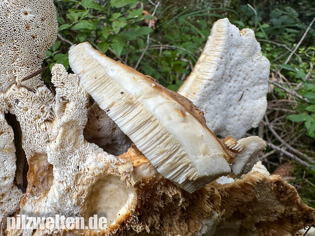 Bergporling, Bondarzewia mesenterica