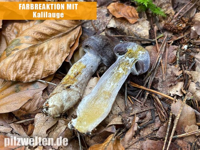 Bitterer Schleimkopf, Cortinarius infractus