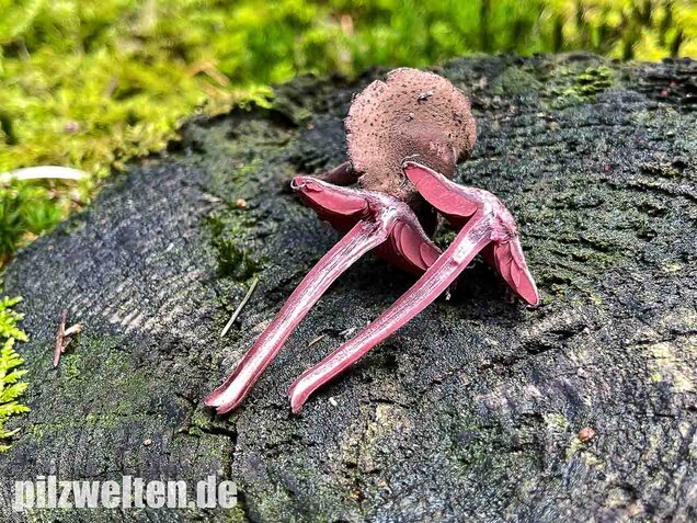Blutblättriger Zwergschirmling, Melanophyllum haematospermum
