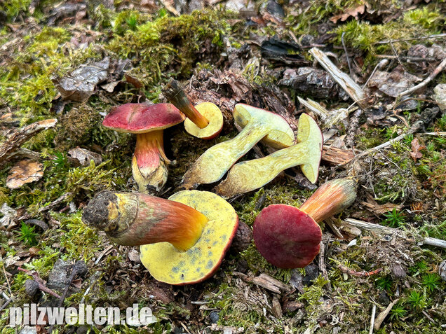 Blutroter Filzröhrling, Blutroter Gartenfilzröhrling, Hortiboletus rubellus