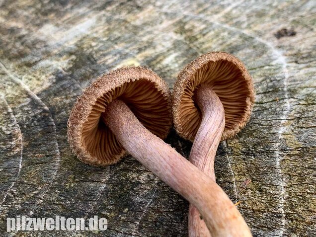Braunvioletter Risspilz, Inocybe cincinnata var. major