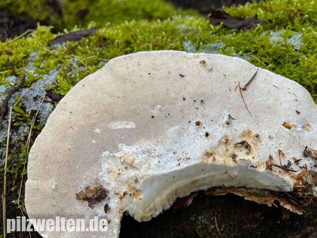 Buckeltramete, Trametes gibbosa