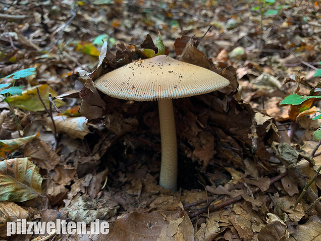 Dickscheidiger Scheidenstreifling, Amanita pachyvolvata