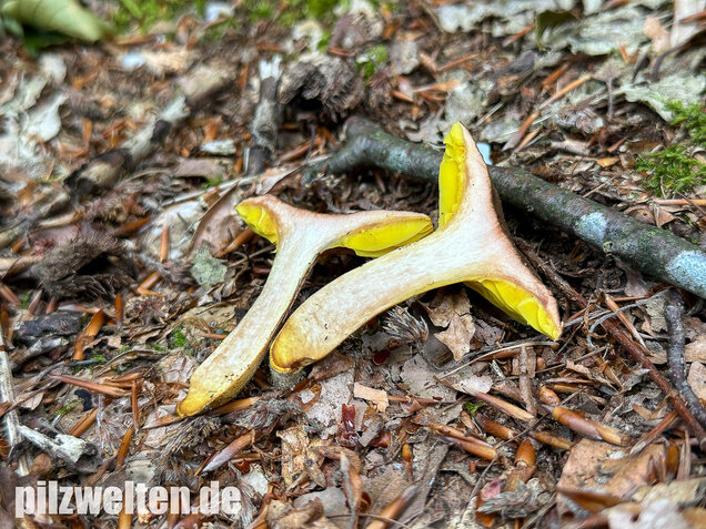 Europäisches Goldblatt, Phylloporus pelletieri