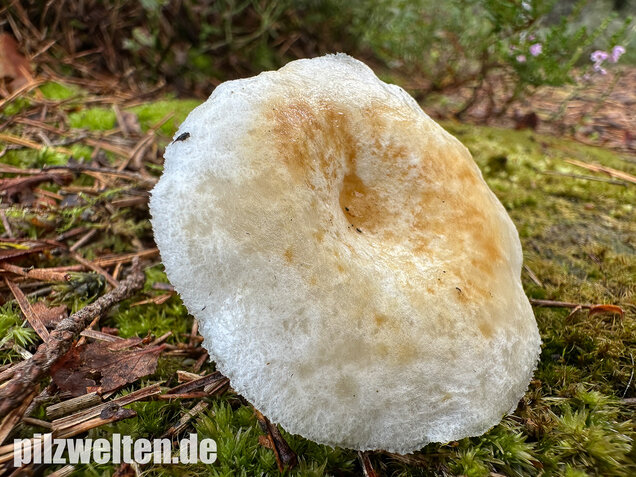 Flaumiger Moormilchling, Lactarius scoticus