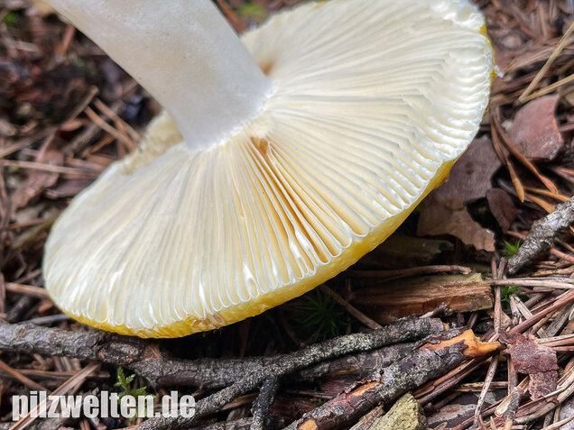 Gelber Graustieltäubling, Russula claroflava