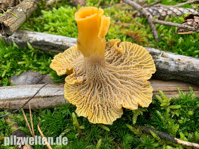 Trompetenpfifferling, Craterellus tubaeformis