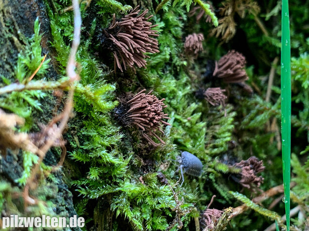 Gemeines Fadenkeulchen, Stemonitis axifera