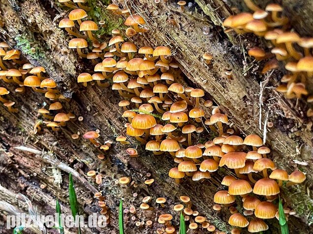 Geselliger Glöckchennabeling, Xeromphalina campanella