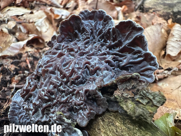 Gezonter Ohrlappenpilz,  Auricularia mesenterica