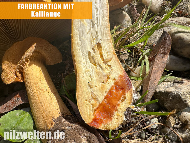 Glimmerschüppling, Phaeolepiota aurea