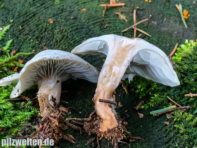Grüner Anistrichterling, Clitocybe odora