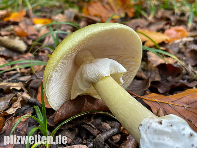 Grüner Knollenblätterpilz, Amanita phalloides