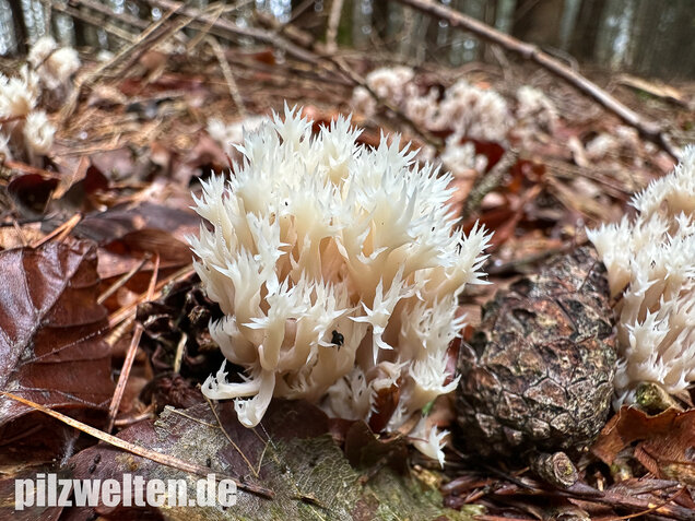 Kammkoralle, Kammförmiger Keulenpilz, Clavulina coralloides