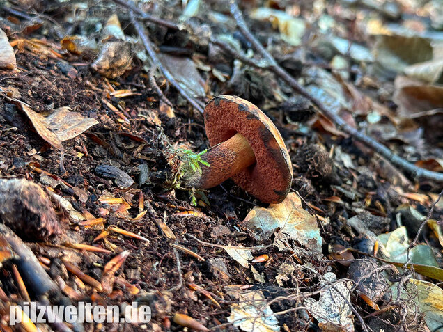 Kurznetziger Hexenröhrling, Suillellus mendax