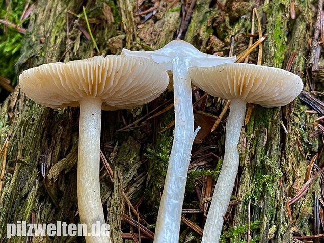 Lästiger Ritterling, Tricholoma inamoenum