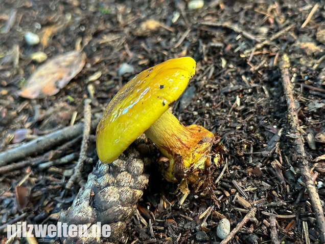 Schöngelber Klumpfuß, Calonarius splendens