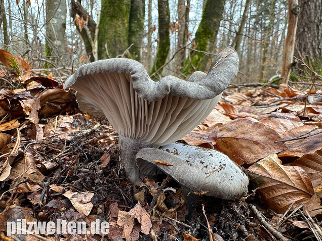 Märzschneckling, Märzellerling, Hygrophorus marzuolus
