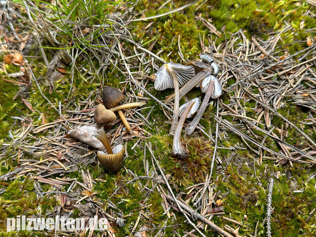 Grünschneidiger Helmling, Mycena viridimarginata