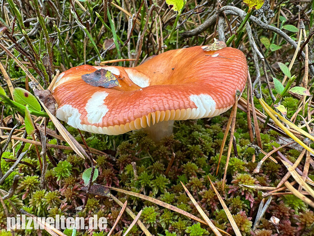 Orangeroter Graustieltäubling, Orangeroter Moor-Täubling, Russula decolorans