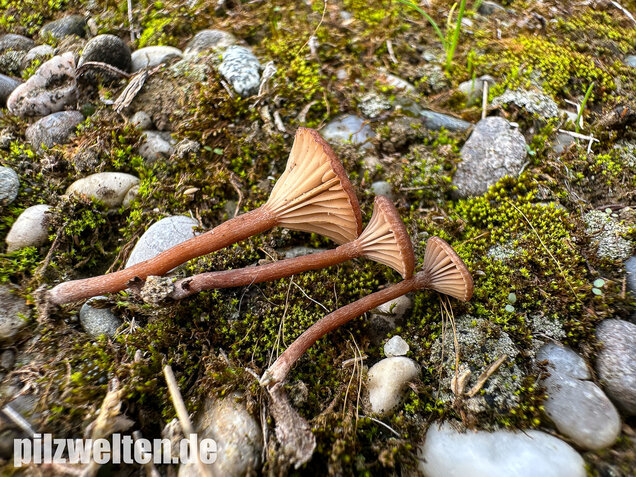 Becherförmiger Nabeling, Omphalina pyxidata