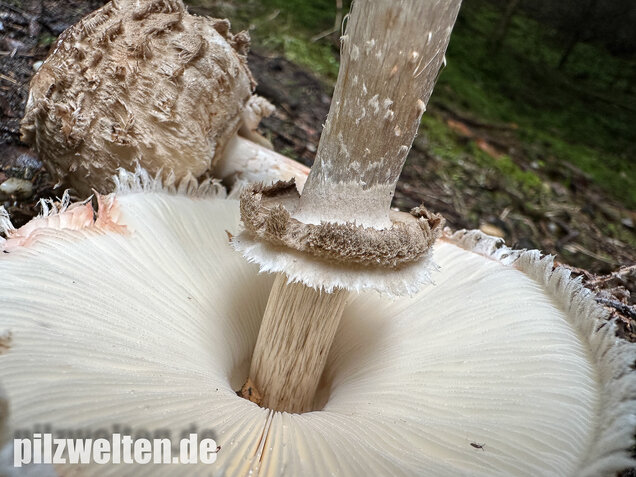 Olivbrauner Safranschirmling, Wald-Safranschirmling, Chlorophyllum olivieri