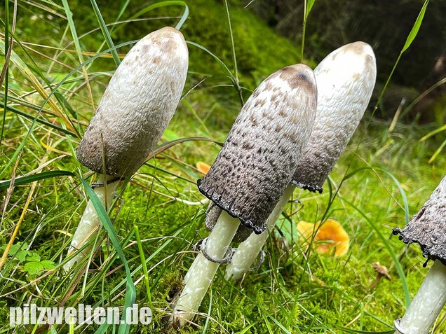 Schopftintling, Coprinus comatus