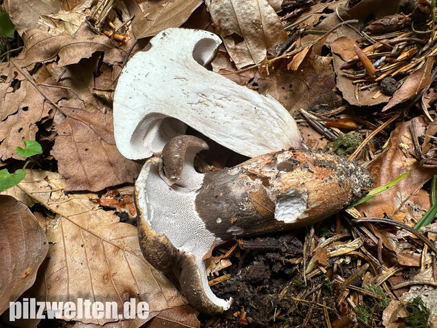 Schwarzweißer Rußporling, Boletopsis leucomelaena