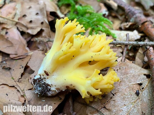 Schwefelgelbe Koralle, Ramaria flava