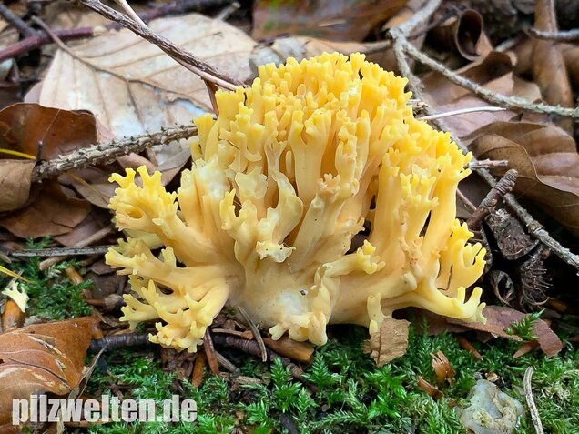 Schwefelgelbe Koralle, Ramaria flava