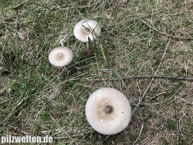 Silbergrauer Scheidenstreifling, Amanita argentea