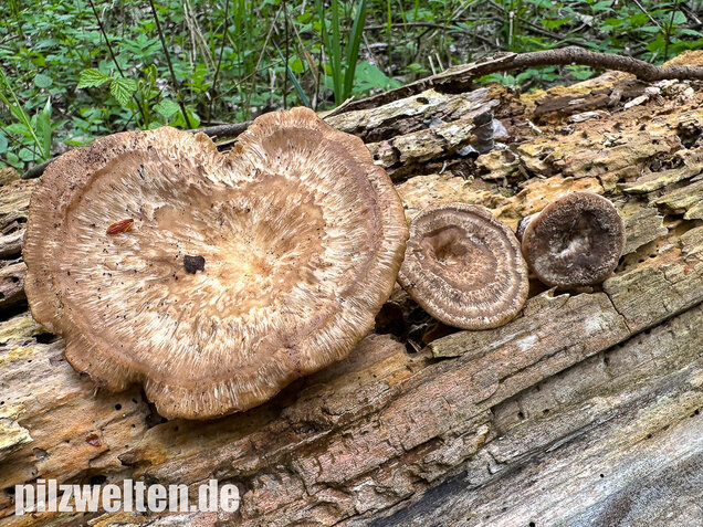 Sklerotienporling, Polyporus tuberaster