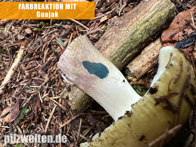 Violettstieliger Pfirsichtäubling, Russula violeipes