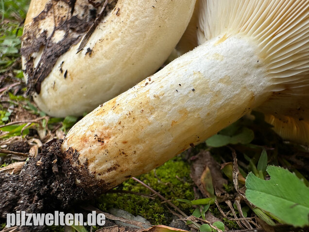 Blasser Zonenmilchling, Scharfer Pappelmilchling, Lactarius evosmus