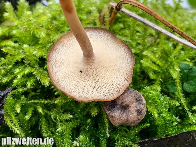 Winter-Stielporling, Lentinus brumalis