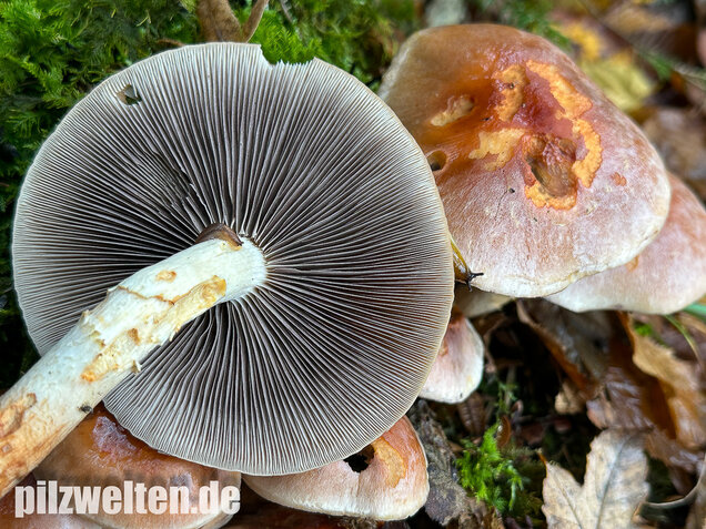Ziegelroter Schwefelkopf, Hypholoma lateritium