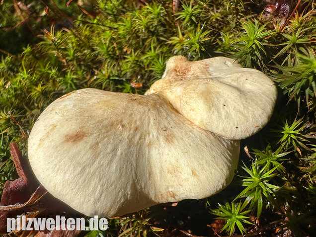 Zitronenporling, Albatrellus citrinus