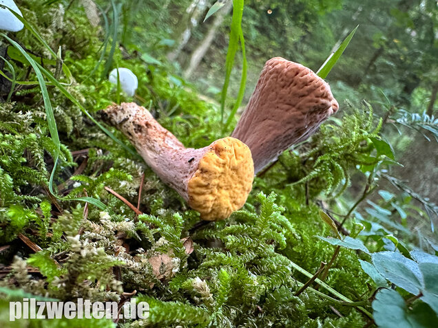 Abgestutzte Herkuleskeule, Clavariadelphus truncatus