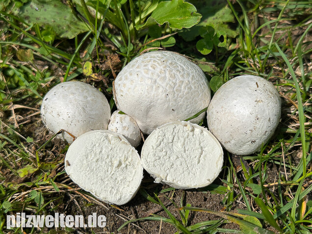 Bleigrauer Zwergbovist, Bleibovist, Bovista plumbea