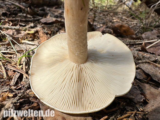 Bleiweißer Trichterling, Fichtentrichterling, Clitocybe phyllophila