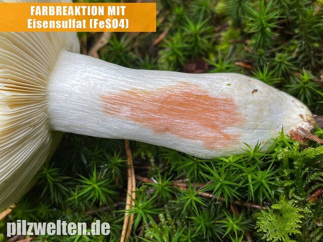 Buckeltäubling, Russula caerulea