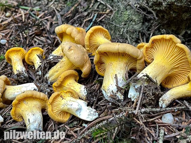Echter Pfifferling, Cantharellus cibarius