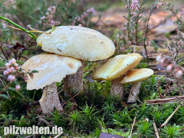 Elfenbeinröhrling, Weymouthsröhrling, Suillus placidus