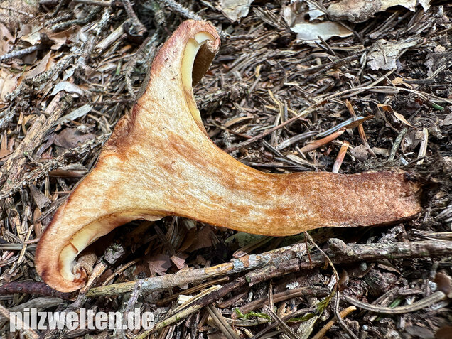 Erlenkrempling, Paxillus rubicundulus