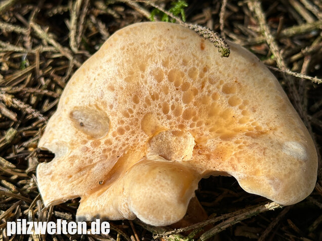 Wasserfleckiger Trichterling, Paralepista gilva