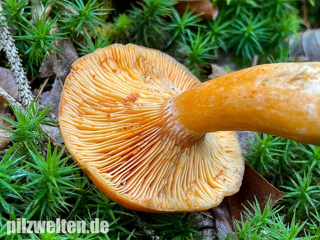 Fichtenreizker, Lactarius deterrimus
