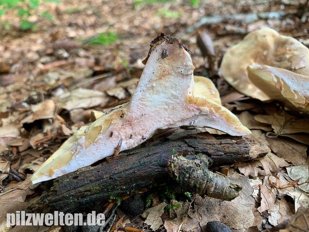 Flügelsporiger Milchling, Lactarius pterosporus