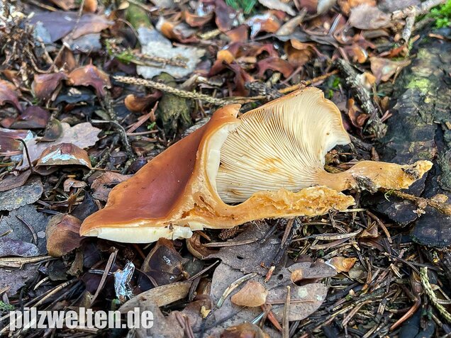 Fuchsiger Röteltrichterling, Paralepista flaccida
