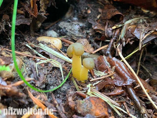 Gallertkäppchen, Leotia lubrica