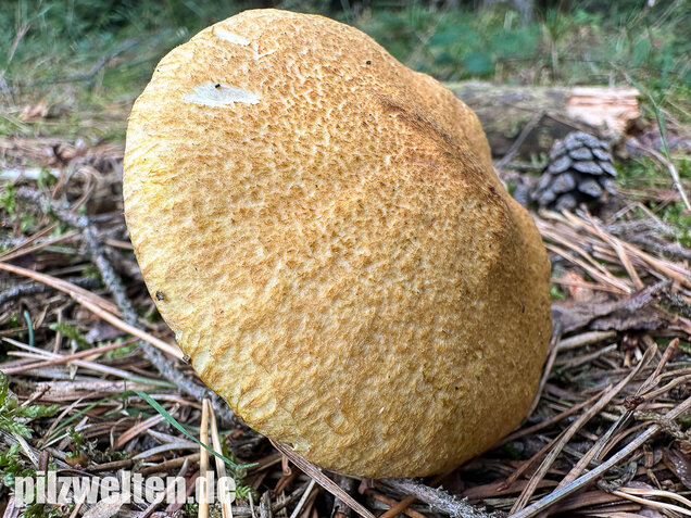 Gelber Hohlfußröhrling, Suillus cavipes var. aureus